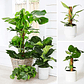 Plantas RV - Tutor Fibra de coco 40cms  - Miniatura 5