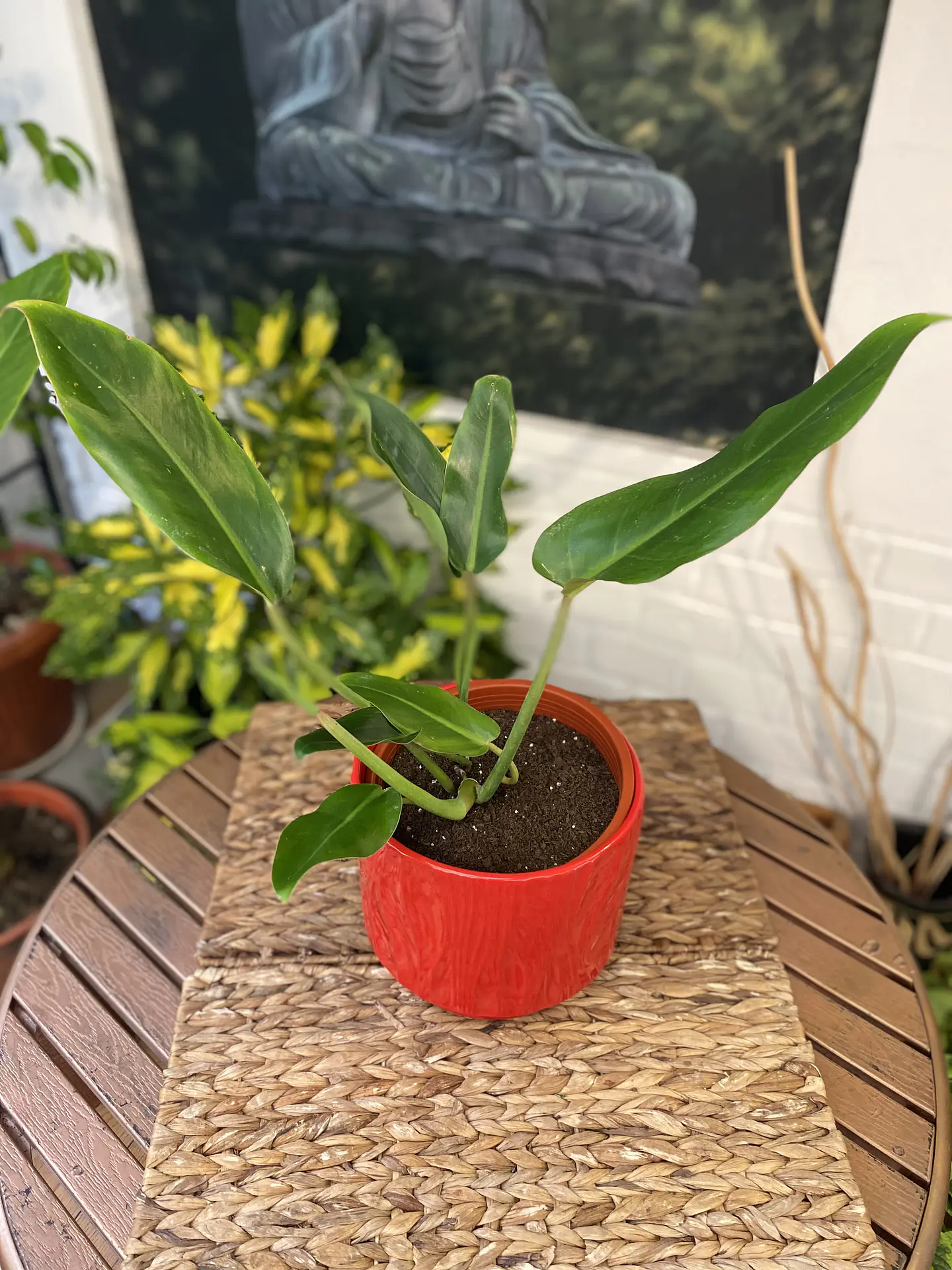 Plantas RV - Longifolio tamaño S 1