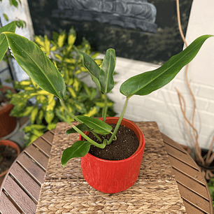 Plantas RV - Longifolio tamaño M / Retiro en tienda