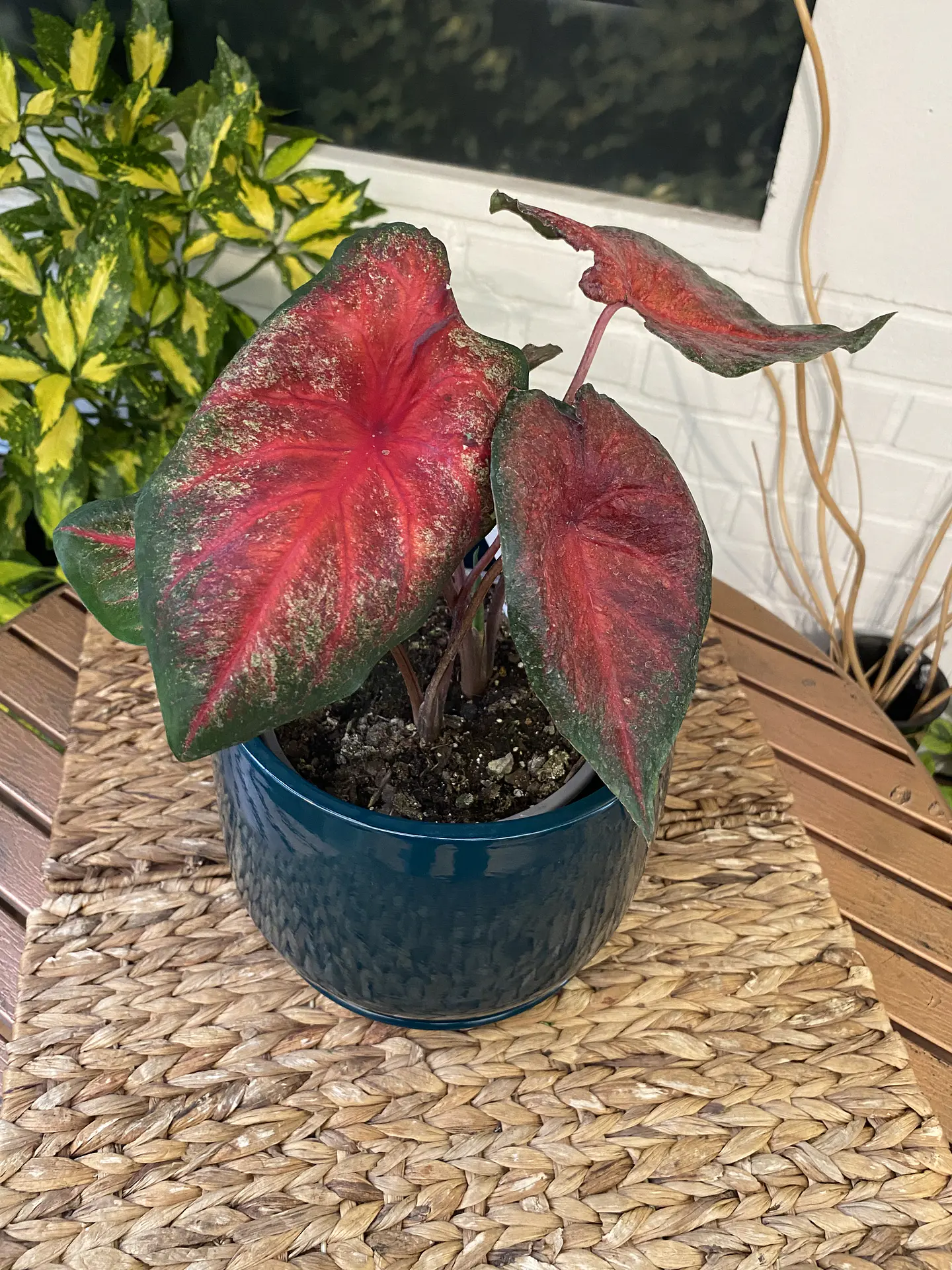 Plantas RV - Caladium tamaño M /Retiro en tienda 1