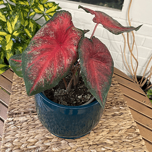 Plantas RV - Caladium tamaño M /Retiro en tienda