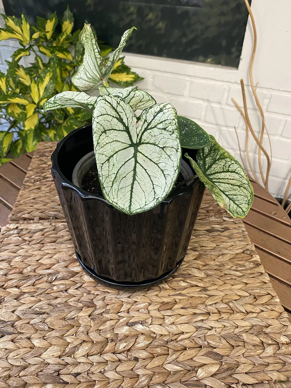 Plantas RV - Caladium tamaño M /Retiro en tienda 2