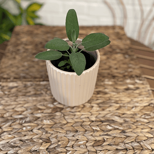 Plantas RV - Salvia tamaño S / Retiro en tienda