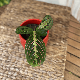 Plantas RV - Maranta Leuconera tamaño S /Retiro en tienda