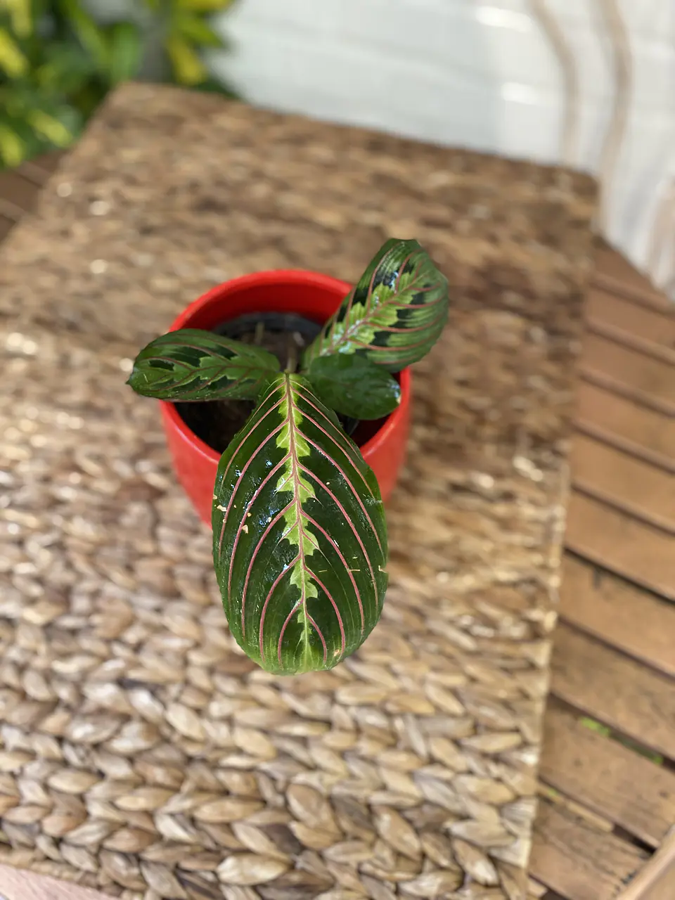Plantas RV - Maranta Leuconera tamaño S  1