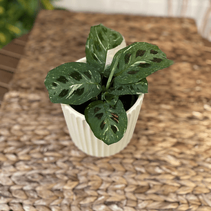Plantas RV - Maranta Variegada tamaño S  /Retiro en tienda