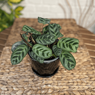 Plantas RV - Calathea Burle Marxi tamaño S  / Retiro en tienda