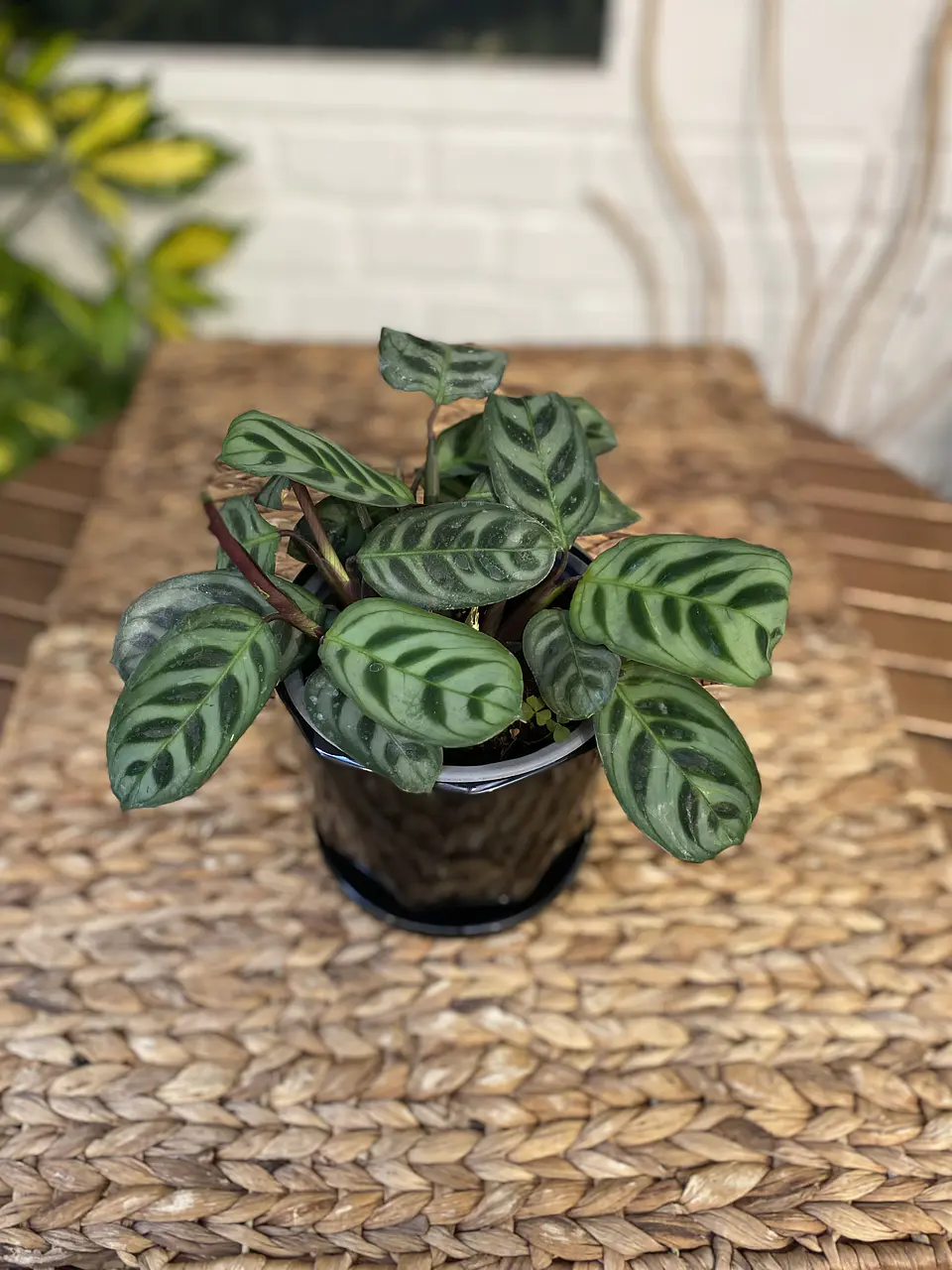 Plantas RV - Calathea Burle Marxi tamaño S  / Retiro en tienda 1