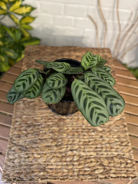 Plantas RV - Calathea Burle Marxi tamaño M / Retiro en tienda