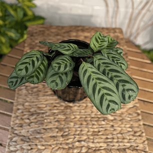 Plantas RV - Calathea Burle Marxi tamaño M / Retiro en tienda