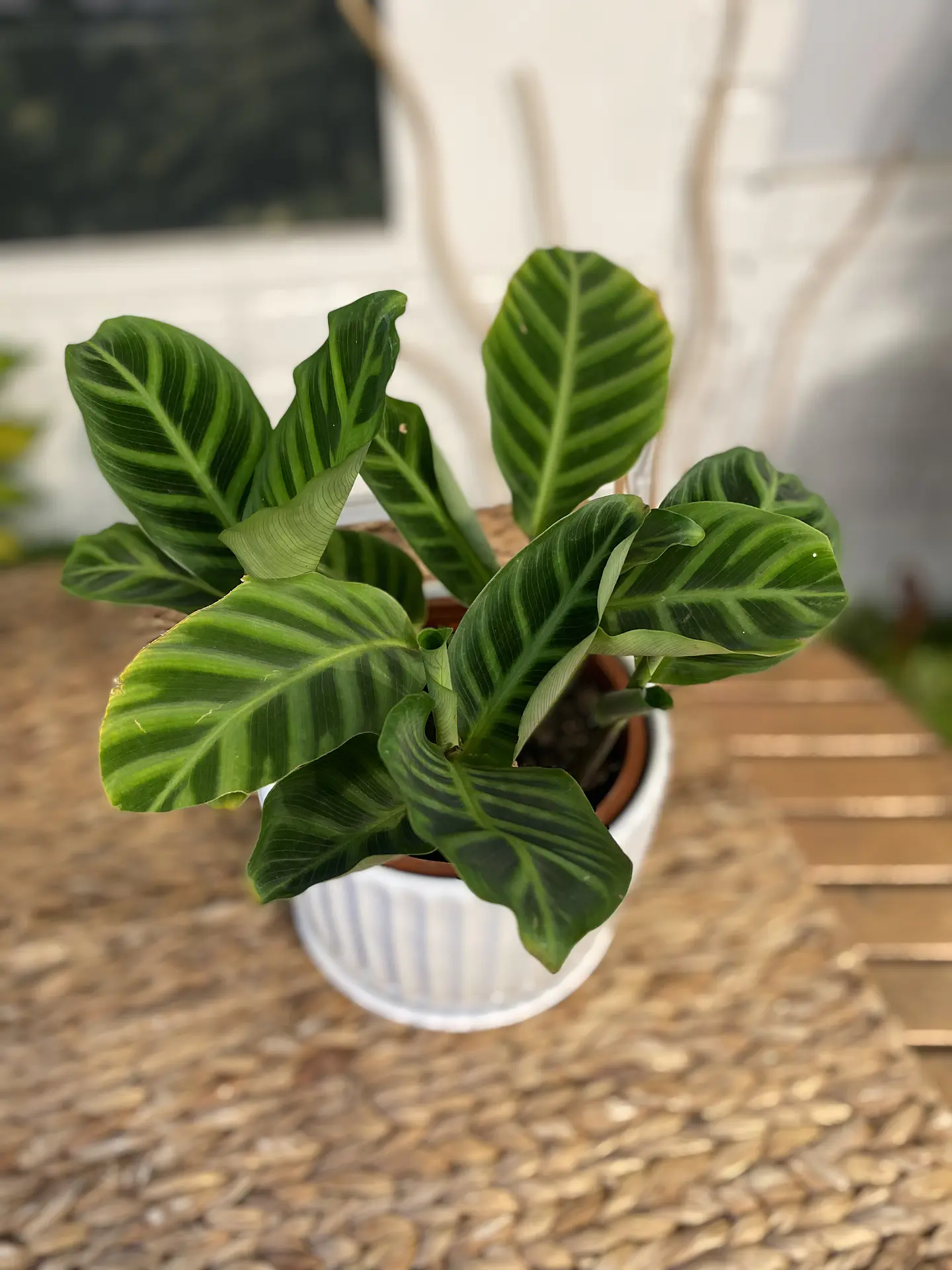 Plantas RV - Calathea Zebrina tamaño M  / Retiro en tienda 1