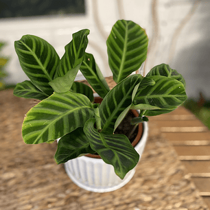 Plantas RV - Calathea Zebrina tamaño M  / Retiro en tienda