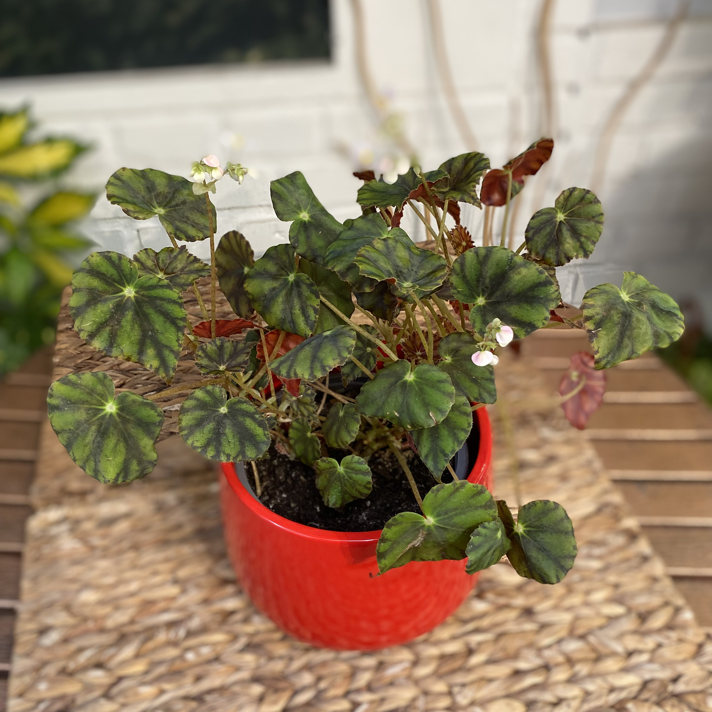 Plantas RV - Begonia Cleopatra tamaño M / Retiro en tienda 1