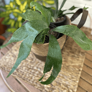 Plantas RV - Cuerno de Alce tamaño M  / Retiro en tienda