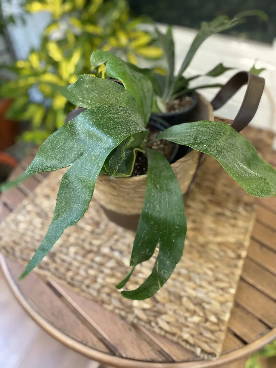 Plantas RV - Cuerno de Alce tamaño M  / Retiro en tienda 1