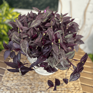 Plantas RV - Tradescantia tamaño L /Retiro en tienda