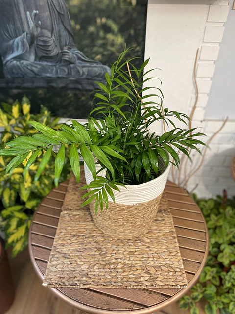 Plantas RV - Chamaedorea tamaño L / Retiro en tienda