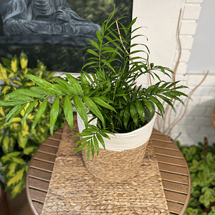 Plantas RV - Chamaedorea tamaño L / Retiro en tienda