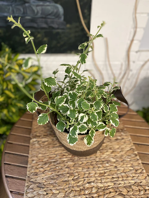 Plantas RV - Incienso tamaño M /Retiro en tienda