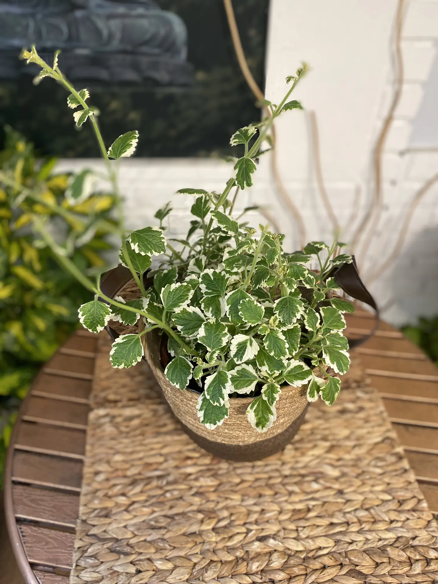 Plantas RV - Incienso tamaño M /Retiro en tienda 1