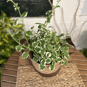 Plantas RV - Incienso tamaño M /Retiro en tienda