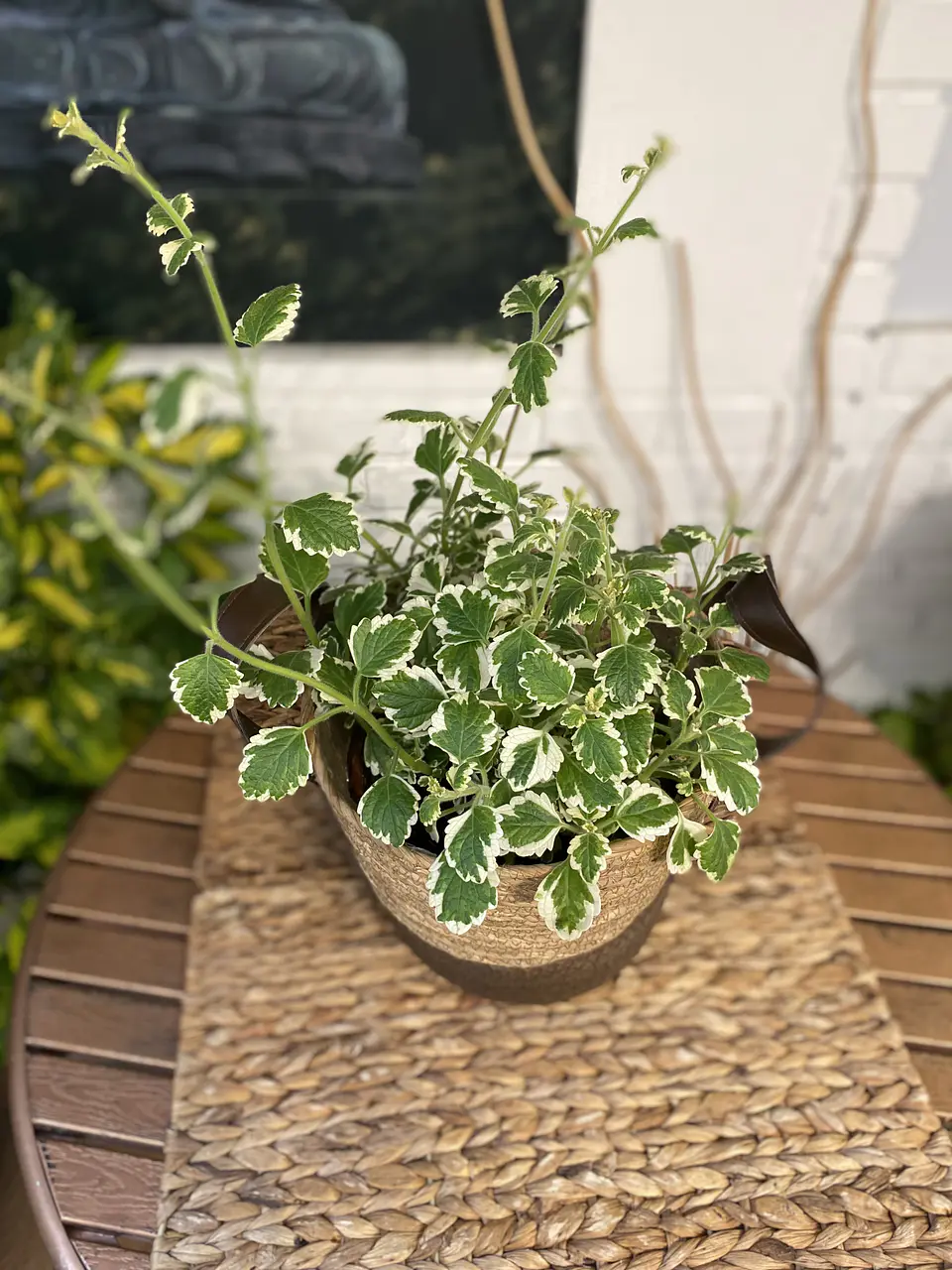 Plantas RV - Incienso tamaño M /Retiro en tienda 1
