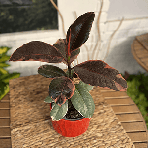 Plantas RV - Gomero Rubi tamaño M /Retiro en tienda