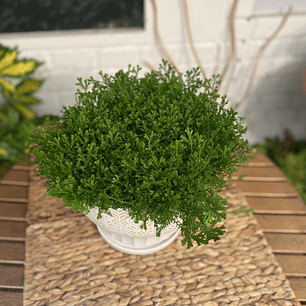 Plantas RV - Selaginella tamaño M /Retiro en tienda