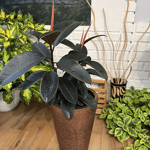 Plantas RV - Gomero Burgundy tamaño L /Retiro en tienda