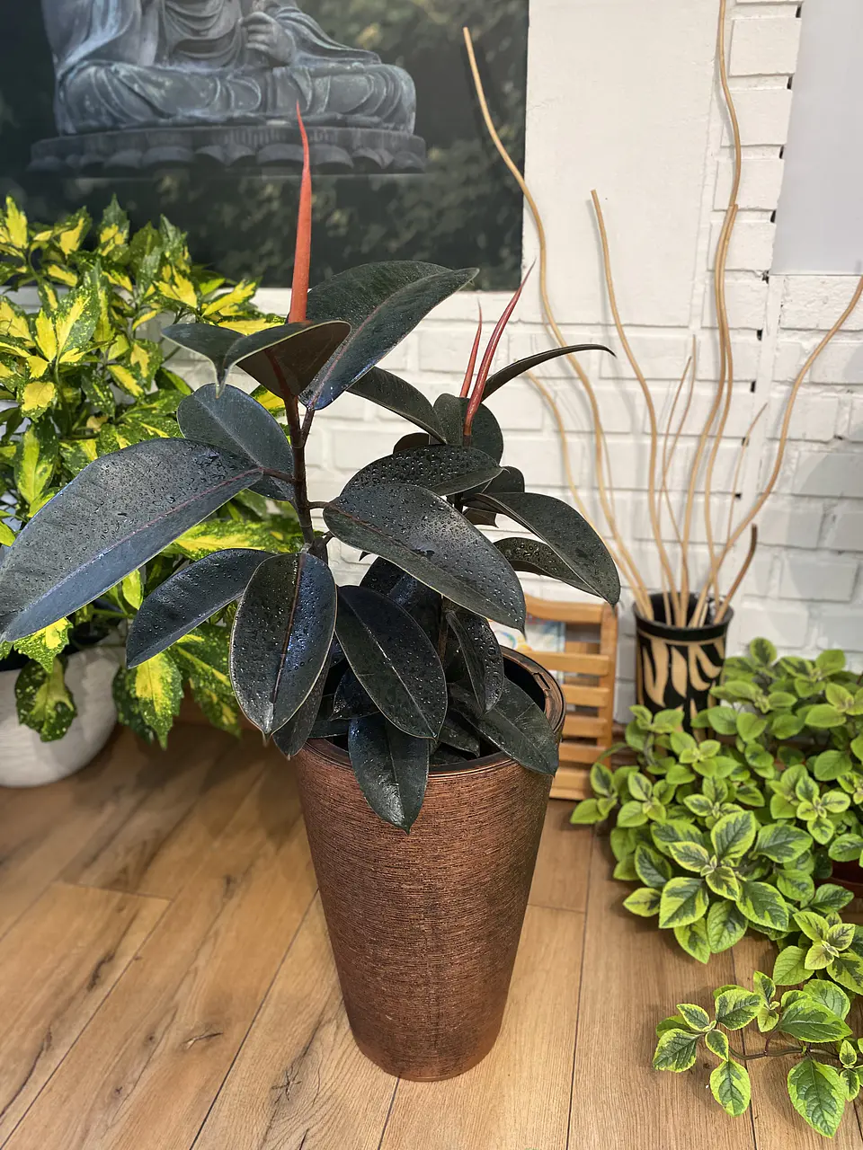 Plantas RV - Gomero Burgundy tamaño L / Retiro en tienda 1
