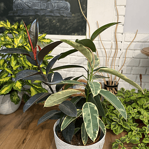 Plantas RV - Gomero Trio tamaño L /Retiro en tienda