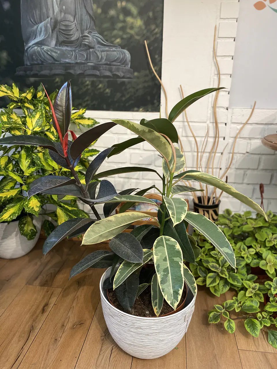 Plantas RV - Gomero Trío tamaño L / Retiro en tienda 1