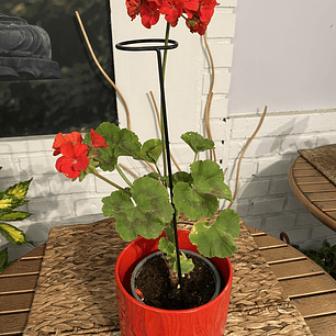 Plantas RV - Tutor Metálico 40cm 