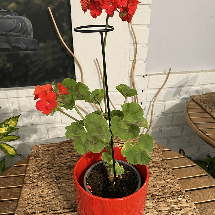 Plantas RV - Tutor Metalico 40cm  1