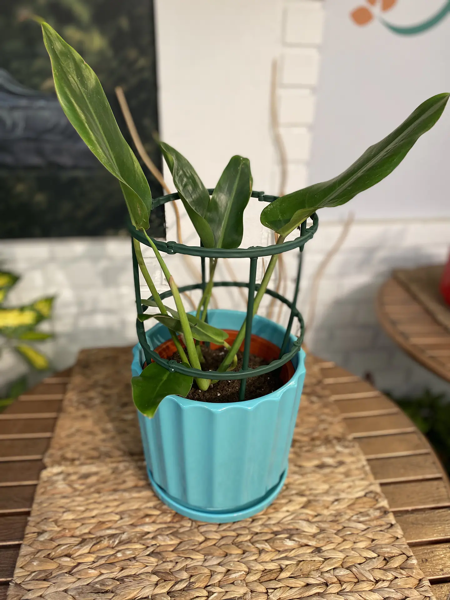 Plantas RV - Tutor Plantas trepadoras  1