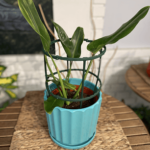 Plantas RV - Tutor Plantas trepadoras 