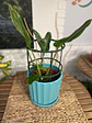 Plantas RV - Tutor Plantas trepadoras  - Miniatura 1