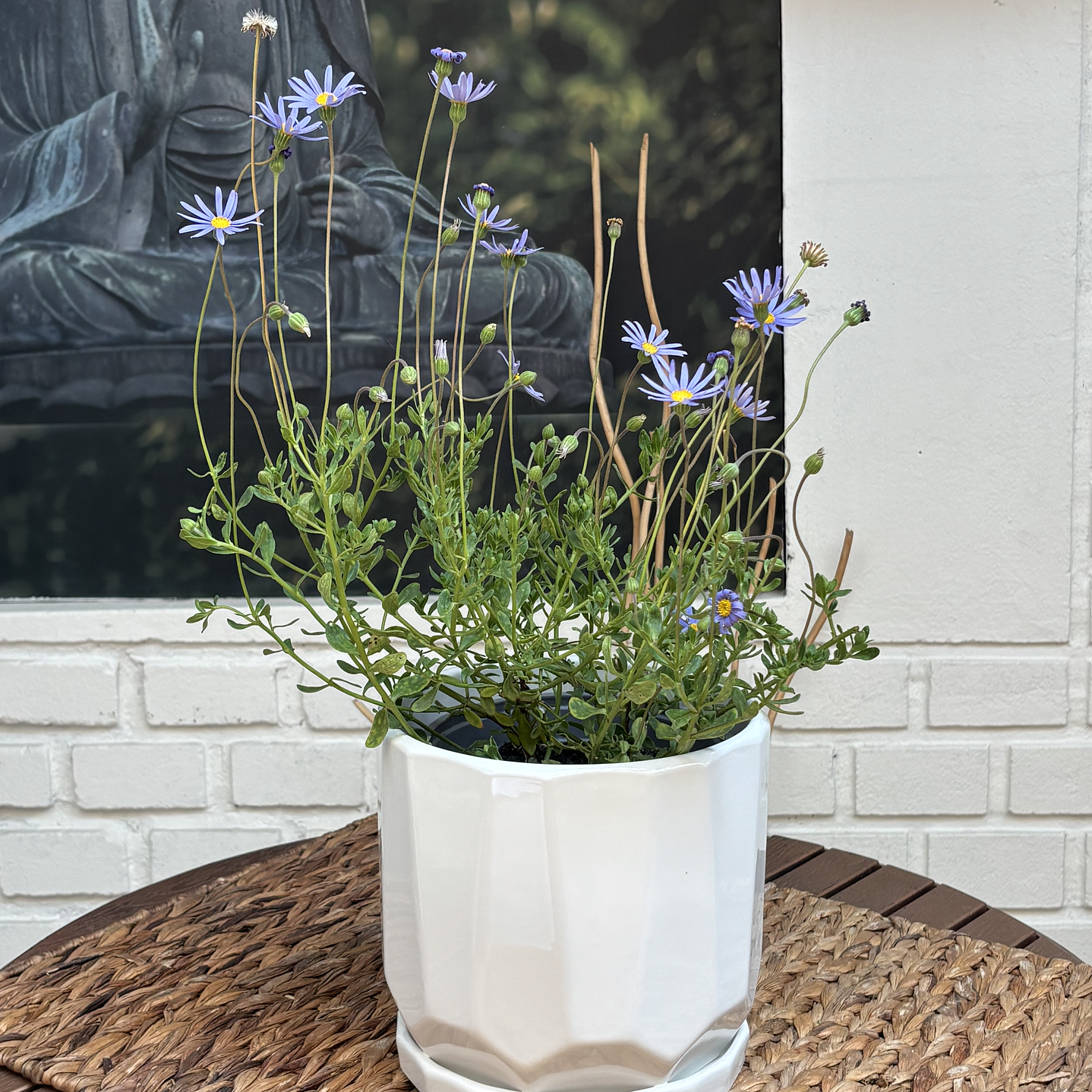 Plantas RV - Agatea tamaño M / Retiro en tienda 1