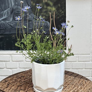 Plantas RV - Agatea tamaño M / Retiro en tienda