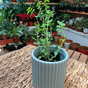 Plantas RV - Orégano tamaño S / Retiro en tienda