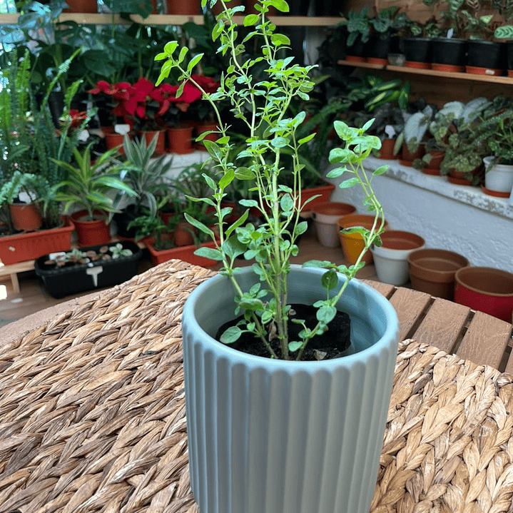 Plantas RV - Orégano tamaño S / Retiro en tienda 1