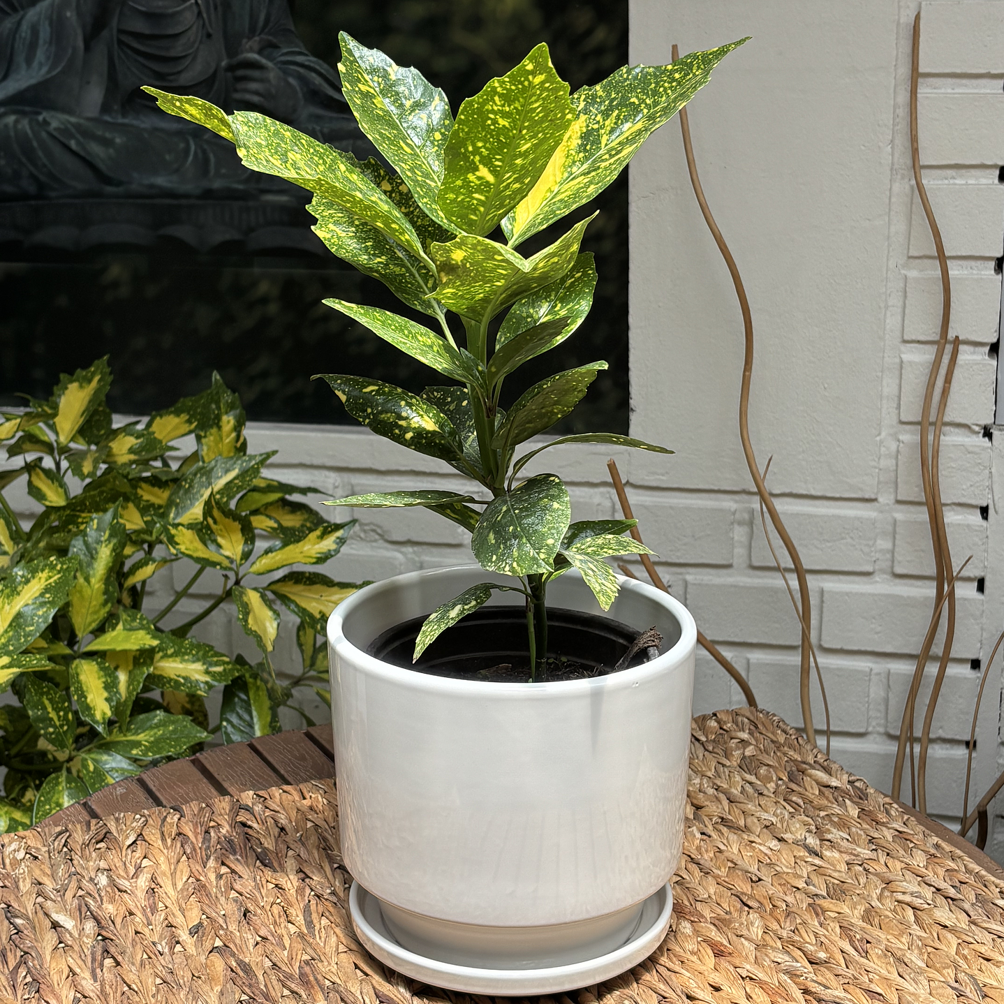 Plantas RV - Aucuba tamaño M  1