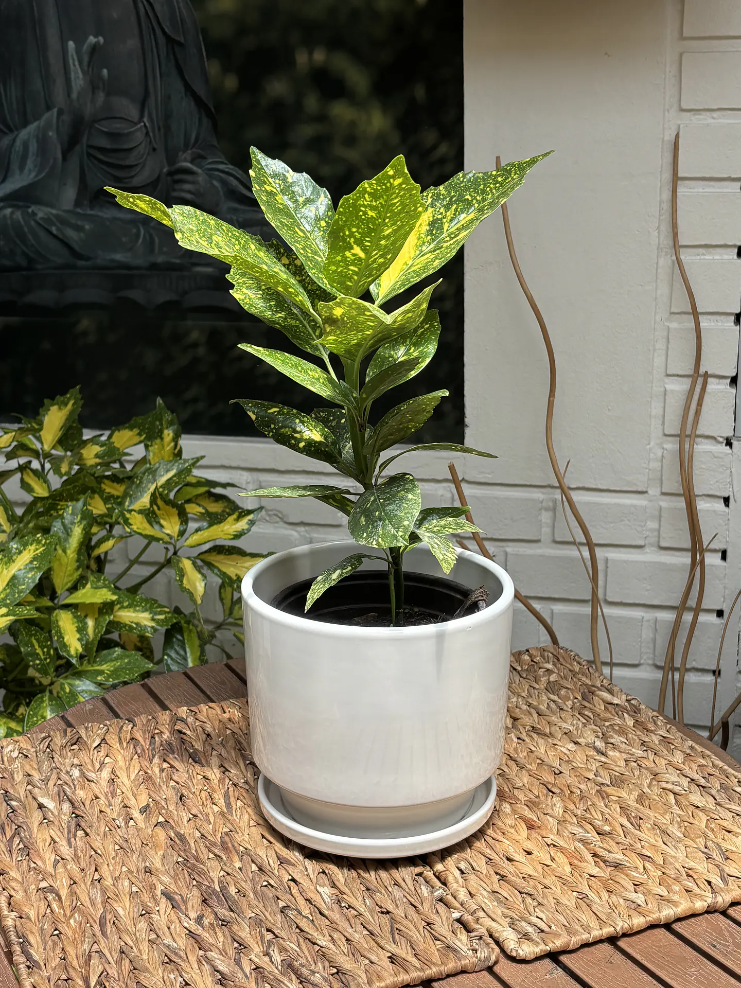 Plantas RV - Aucuba tamaño M  1