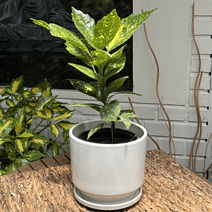 Plantas RV - Aucuba tamaño M 