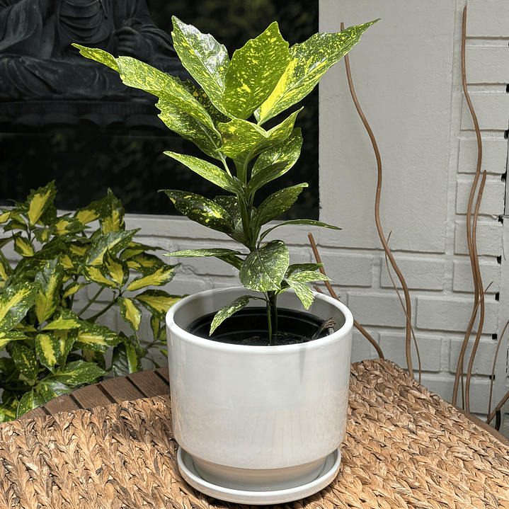 Plantas RV - Aucuba tamaño M  1