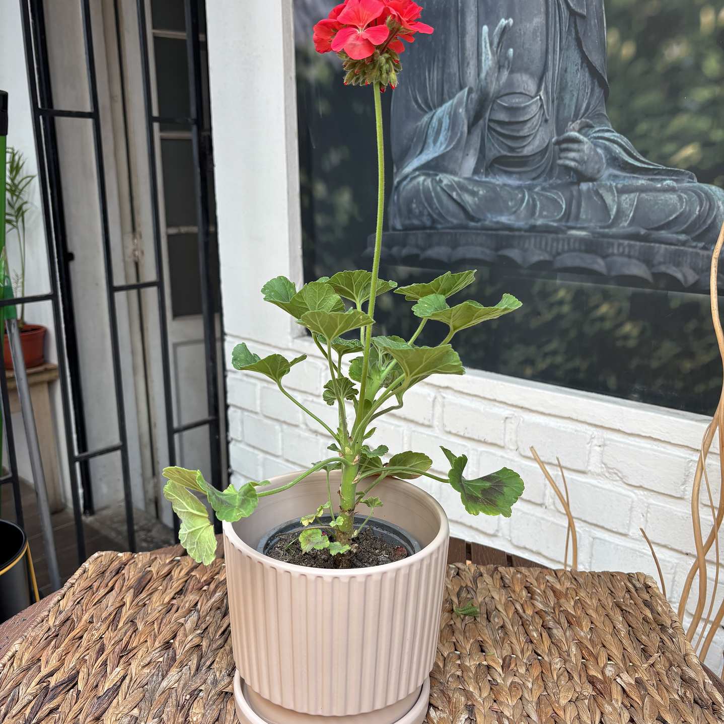 Plantas RV - Cardenal tamaño S / Retiro en tienda  1