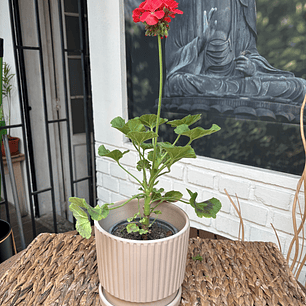 Plantas RV - Cardenal tamaño S / Retiro en tienda 