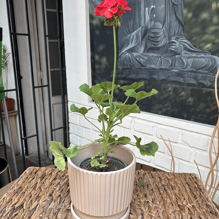 Plantas RV - Cardenal tamaño S / Retiro en tienda  1