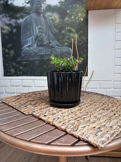 Plantas RV - Verónica tamaño S / Retiro en tienda