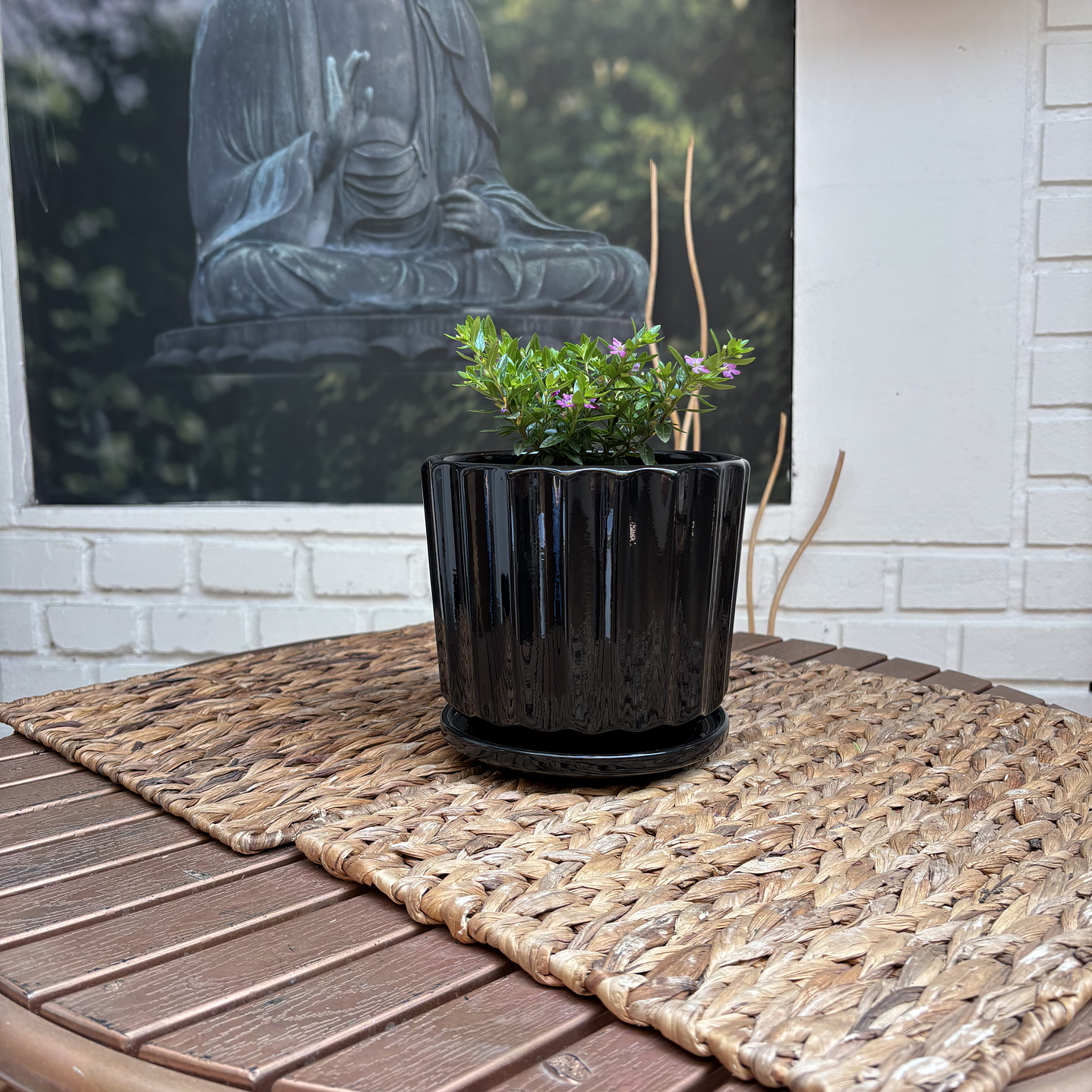 Plantas RV - Verónica tamaño S / Retiro en tienda 1